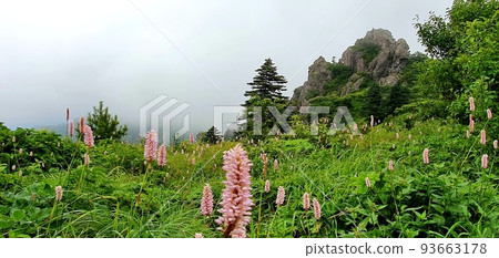 Wildflower Wildflower 93663178