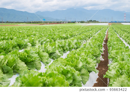 Summer lettuce field [Seba, Shiojiri City] 93663422