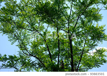 Enji tree 93663501