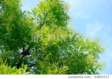 Japanese pagoda tree with white flowers 93663517