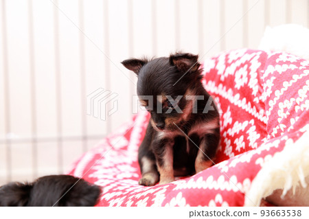 puppy puppy 93663538
