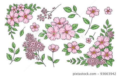 Floral decoration illustration, frame and ornament, botanical hand drawn illustration, line drawing, pink flowers. 93663942