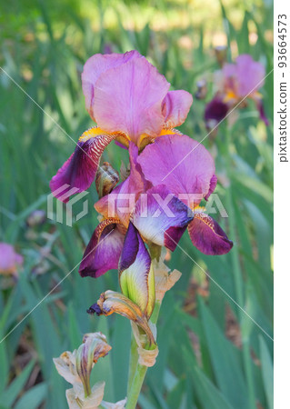 Iris is growing in the park. Purple or lilac plant, cultivated for its showy flowers. 93664573