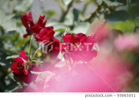 Arao City Ominous Citizen Flower Bed Rose Flower, Arao City Ominous Citizen Flower Bed Rose Flower, 93665051