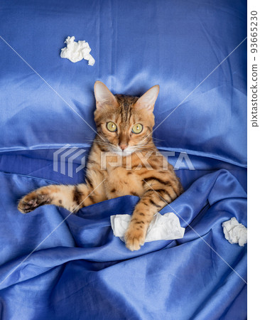 A cat with a handkerchief from a cold in its paws. 93665230