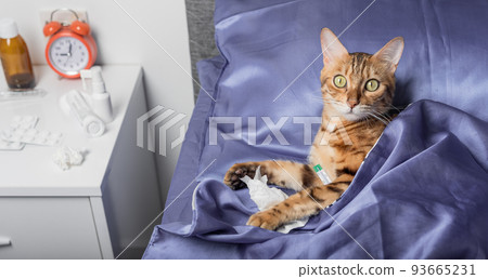 A cat with a thermometer is sick with a cold, flu, fever in bed. A cat with a thermometer is sick with a cold, flu, fever in bed. 93665231