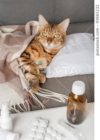 A sick cat lies on the couch, wrapped in a blanket. Bengal cat with flu or cold symptoms being treated at home. 93665232