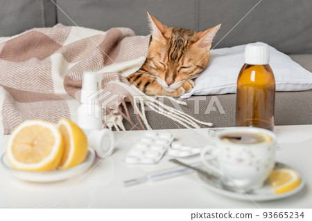 A sick cat lies on the couch, wrapped in a blanket. Bengal cat with flu or cold symptoms being treated at home. 93665234