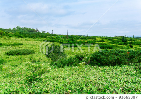 natural mountain landscape on Kunashir island, partially blurred, focus on nearby blooming grass and bamboo stems natural mountain landscape on Kunashir island, partially blurred, focus on nearby blooming grass and bamboo stems 93665397