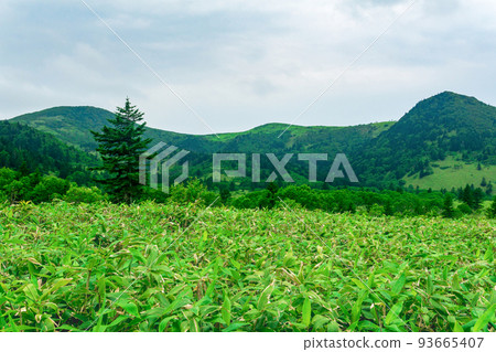 landscape at the bottom of the Golovnin volcano caldera on Kunashir Island landscape at the bottom of the Golovnin volcano caldera on Kunashir Island 93665407