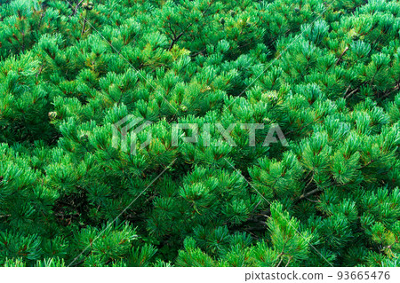 natural plant background, lush pine crown natural plant background, lush pine crown 93665476