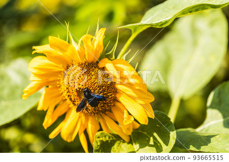 Violet carpenter bee on sunflower. Xylocopa violacea. Violet carpenter bee on sunflower. Xylocopa violacea. 93665515