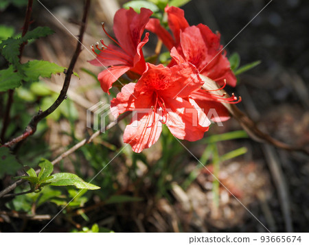 Red flower of Rhododendron japonicum Red flower of Rhododendron japonicum 93665674