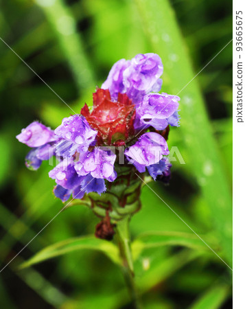 Heal-all that grows naturally 93665675