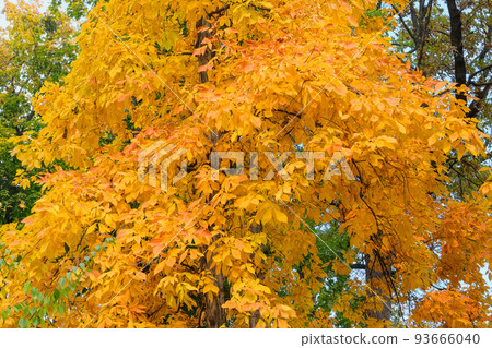 Yellow autumn leaves in picturesque fall park. Park in city. Sunny day, warm weather. Sunny in autumn. Yellow autumn leaves in picturesque fall park. Park in city. Sunny day, warm weather. Sunny in autumn. 93666040