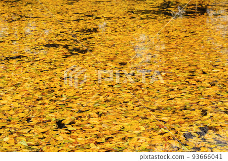 Top view of autumn bright golden leaves in water. Yellow various leaves to swim on water. Sunny in autumn. 93666041