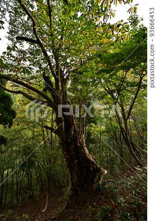 從日野山 從日野山 93666453