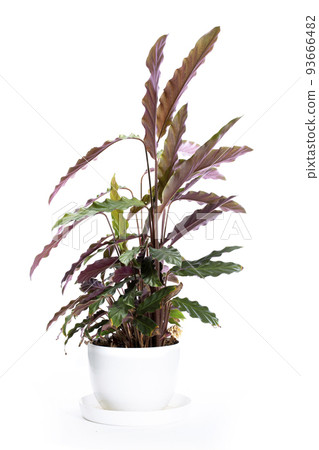 Bush room Calathea Rufibarba in a pot on a white background Bush room Calathea Rufibarba in a pot on a white background 93666482