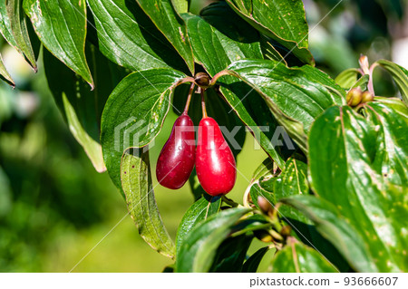 Photography to theme beautiful grow berry dogwood on background summer leaves Photography to theme beautiful grow berry dogwood on background summer leaves 93666607
