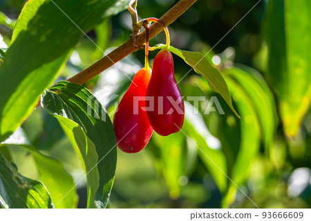 Photography to theme beautiful grow berry dogwood on background summer leaves Photography to theme beautiful grow berry dogwood on background summer leaves 93666609