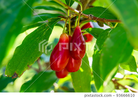 Photography to theme beautiful grow berry dogwood on background summer leaves 93666610