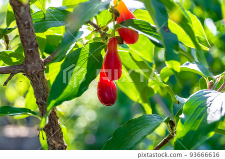 Photography to theme beautiful grow berry dogwood on background summer leaves 93666616