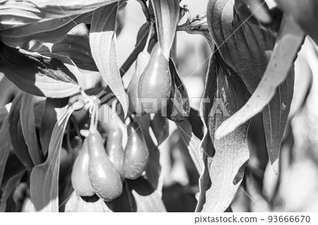 Photography to theme beautiful grow berry dogwood on background summer leaves 93666670
