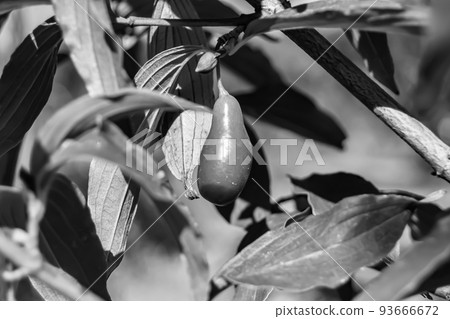 Photography to theme beautiful grow berry dogwood on background summer leaves 93666672