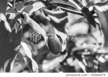 Photography to theme beautiful grow berry dogwood on background summer leaves Photography to theme beautiful grow berry dogwood on background summer leaves 93666679