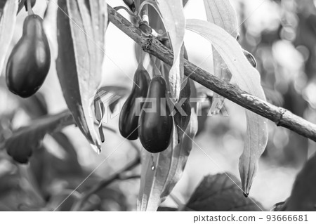 Photography to theme beautiful grow berry dogwood on background summer leaves Photography to theme beautiful grow berry dogwood on background summer leaves 93666681