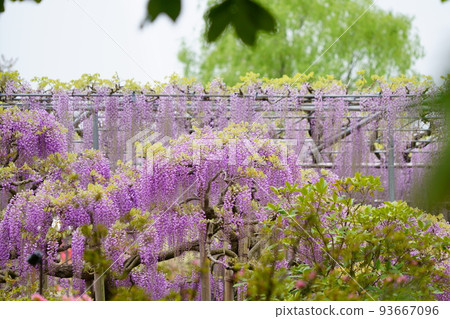 足利花公園紫藤花 93667096