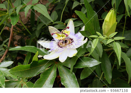 Passiflora in spring. Blooming Passiflora caerulea flowers grow in a botanical park. Passiflora in spring. Blooming Passiflora caerulea flowers grow in a botanical park. 93667138