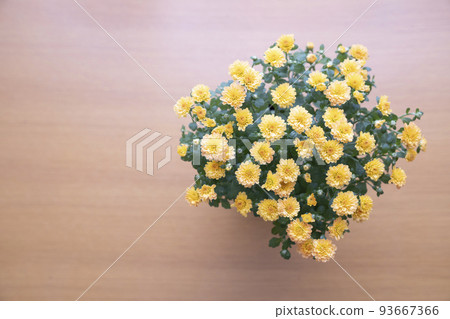 Yellow garden mum (Gigi) seen from above 93667366