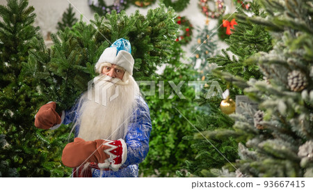 Russian santa claus buys a christmas tree in the store.  93667415