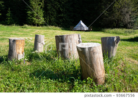 sitting wooden logs trunk in green grass outdoor meadow 93667556