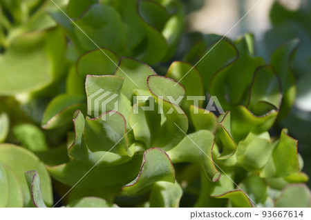 Ripple jade 93667614