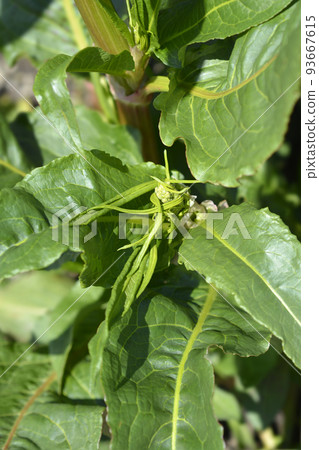 Patience dock Patience dock 93667615