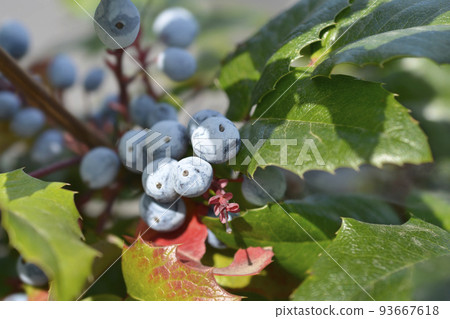 Oregon grape 93667618