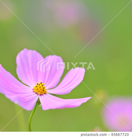 [群馬縣] Midori City Cosmos 93667720