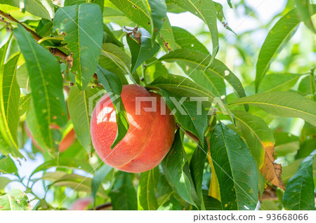 Fruit Wasser 93668066