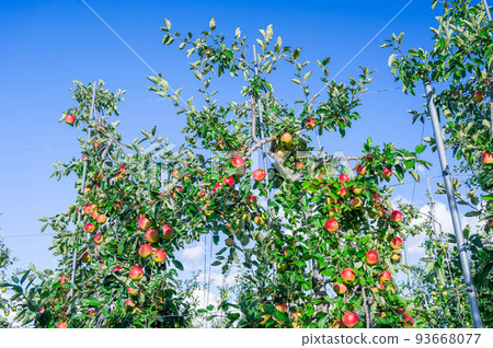 藍天和蘋果樹珊莎 93668077