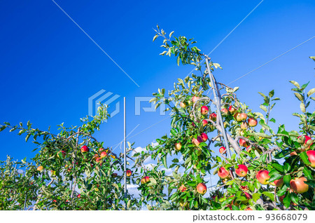 藍天和蘋果樹珊莎 93668079