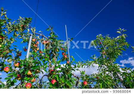 Blue sky and apples just before harvest Sansa Blue sky and apples just before harvest Sansa 93668084