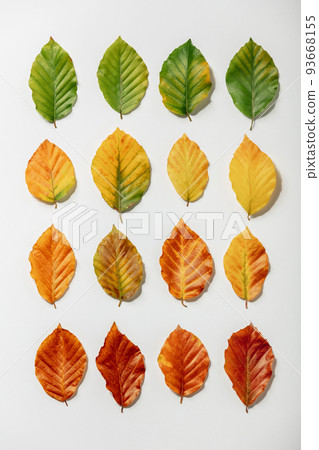Creative layout of colorful autumn leaves. Flat lay. 93668155