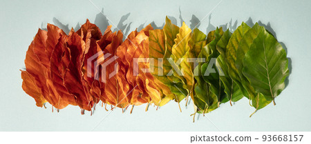 Creative layout of colorful autumn leaves. Flat lay banner Creative layout of colorful autumn leaves. Flat lay banner 93668157
