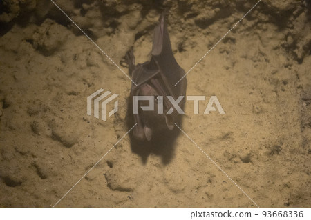 bats resting 93668336