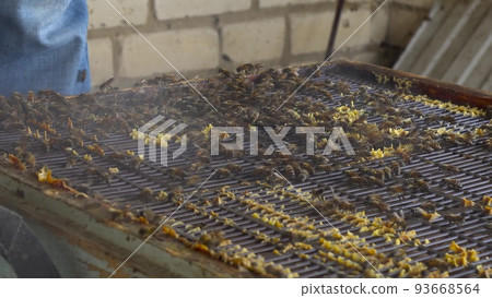 The beekeeper smokes the hive to drive away the bees. Beekeeping technique in the apiary. The beekeeper smokes the hive to drive away the bees. Beekeeping technique in the apiary. 93668564