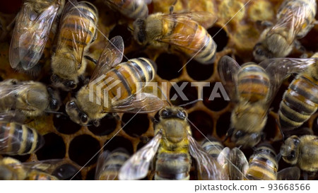 Bees on honeycombs make honey. A swarm of bees make honey busy with work. Thoroughbred bees on a farm. Macro shooting. Bees on honeycombs make honey. A swarm of bees make honey busy with work. Thoroughbred bees on a farm. Macro shooting. 93668566