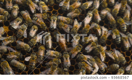 The queen bee crawls over the comb and carries the egg. The queen of bees is the largest and is guarded by bees. Head of the family closeup. The queen bee crawls over the comb and carries the egg. The queen of bees is the largest and is guarded by bees. Head of the family closeup. 93668567