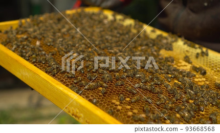 Many honey bees on a frame with honeycombs. The beekeeper holds a frame with insects in the apiary. The camera is moving. 93668568